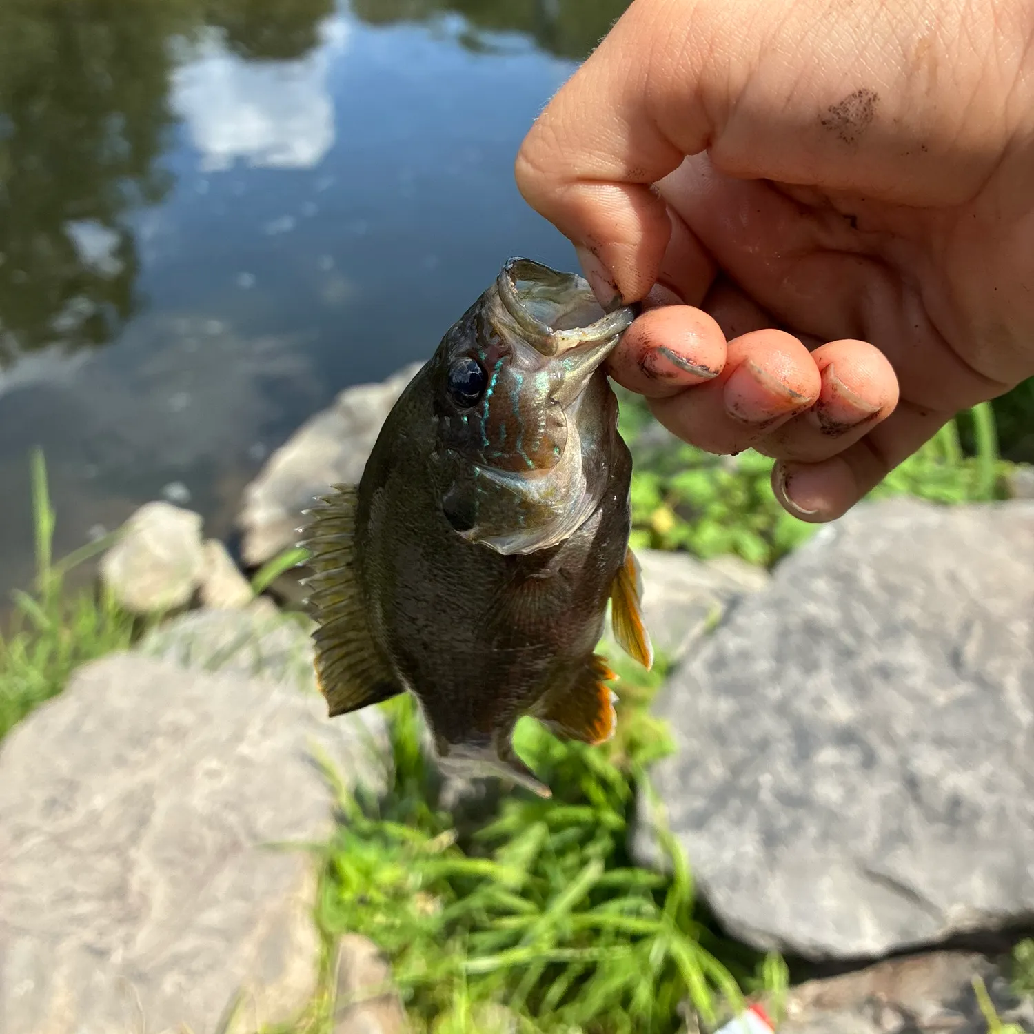 catch