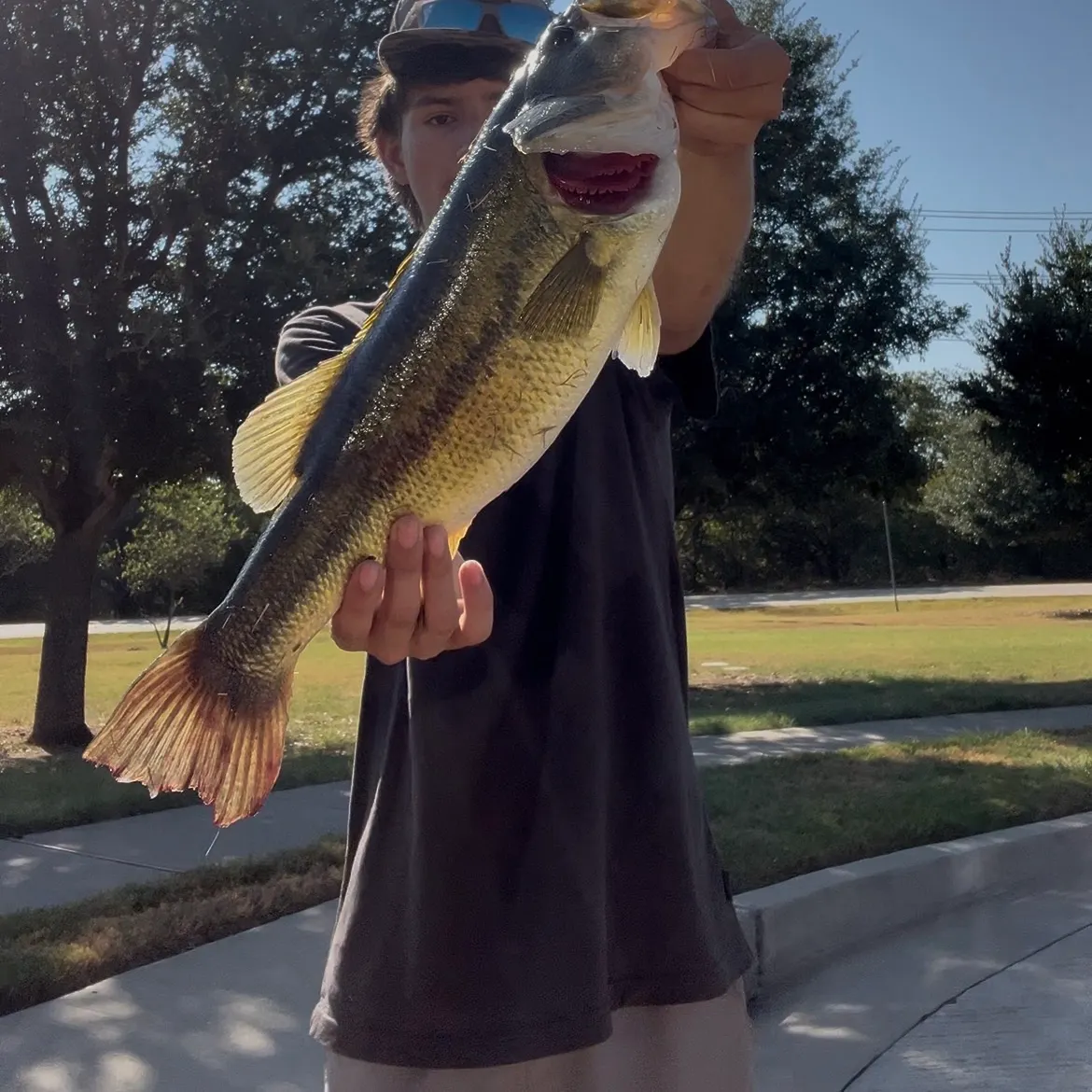 Largemouth bass caught on Fishbrain