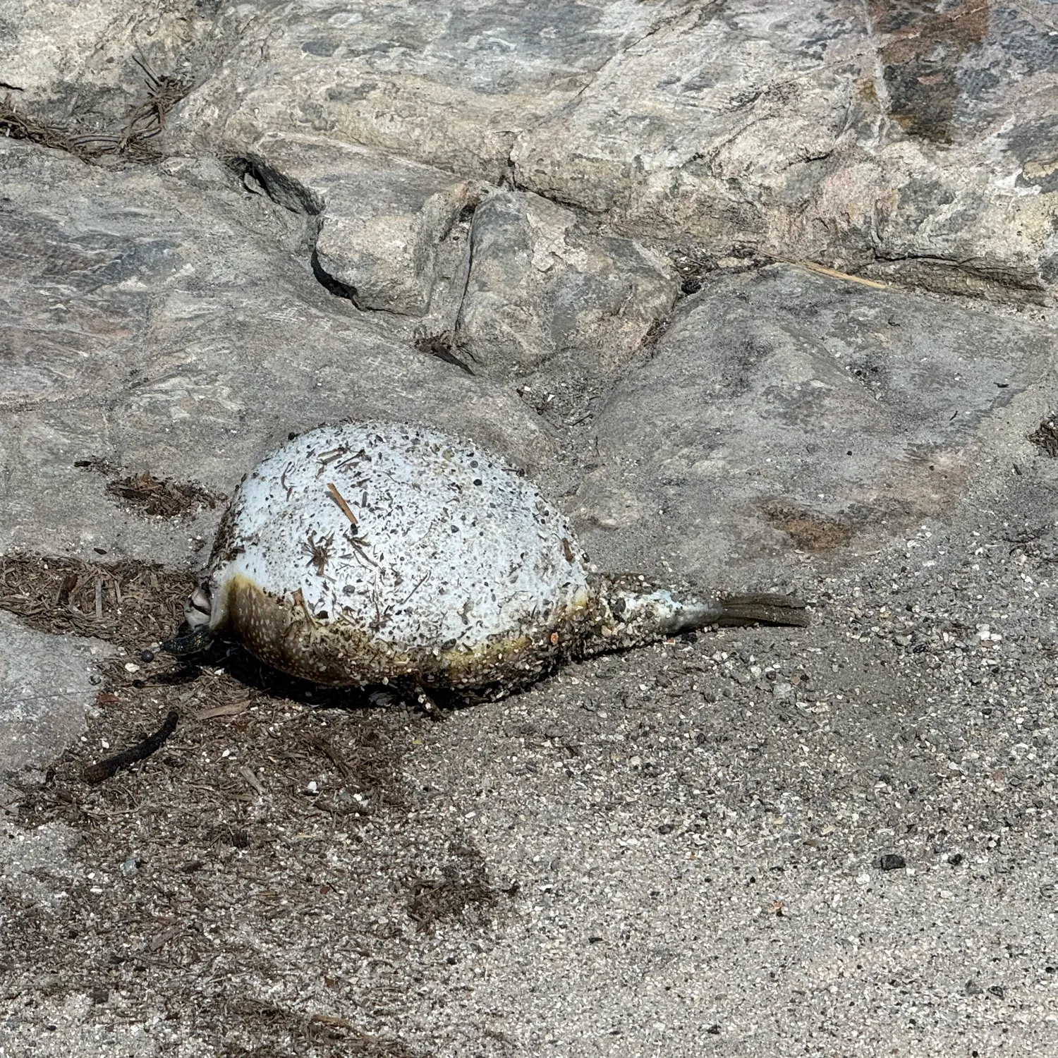 The most recent Milkspotted puffer catches on Fishbrain