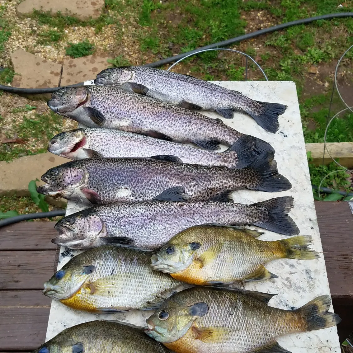 recently logged catches