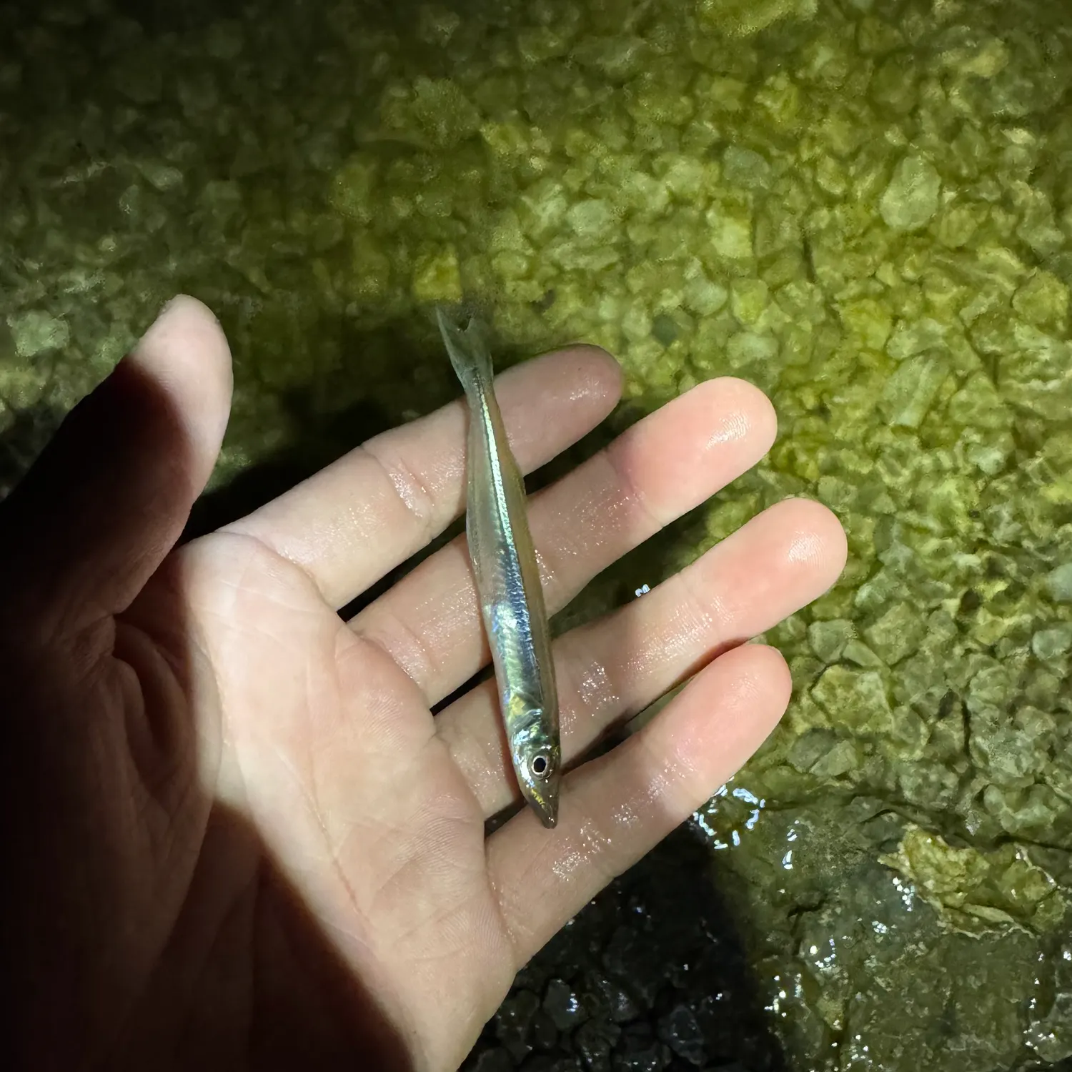 The most recent Brook silverside catches on Fishbrain