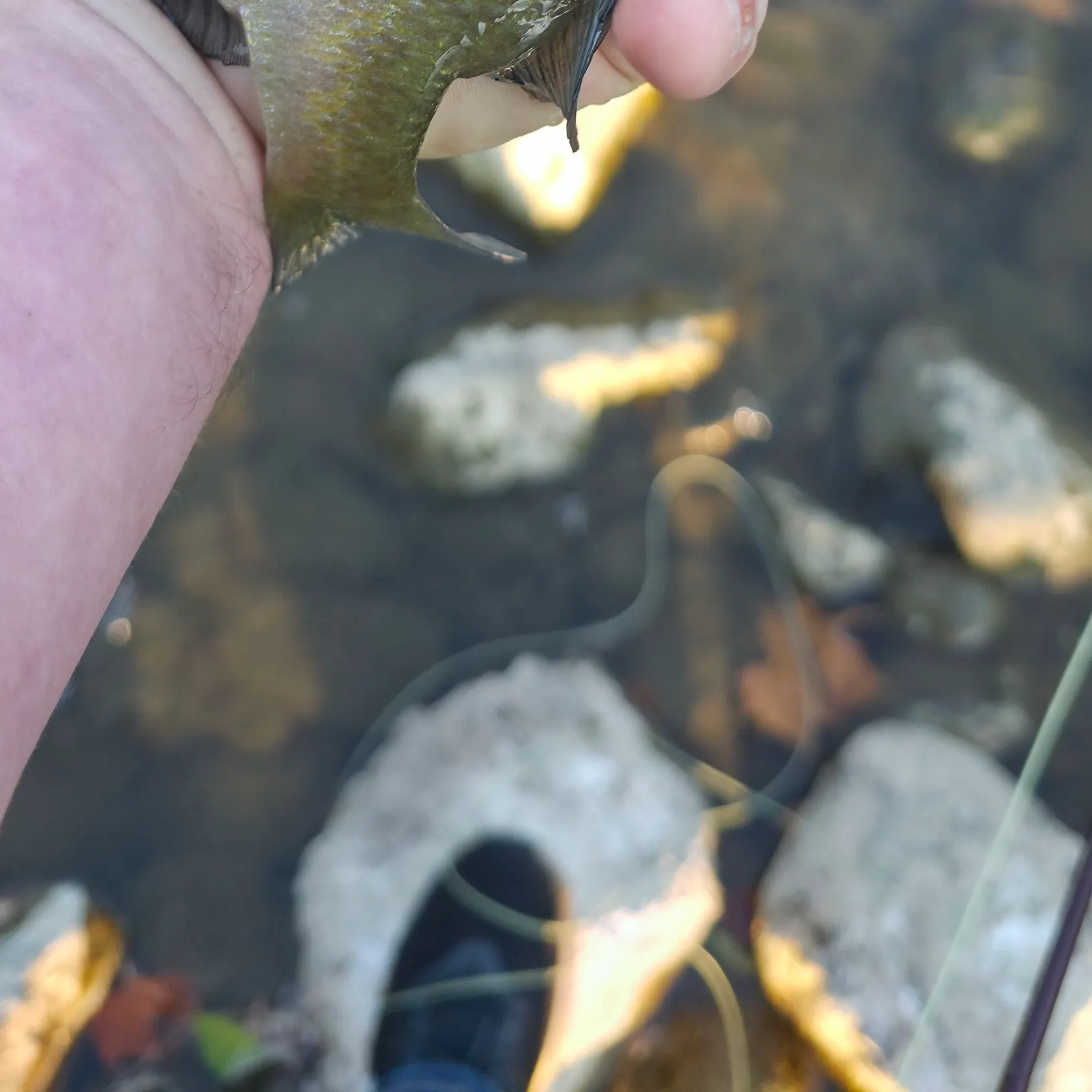 Bluegill caught on Fishbrain
