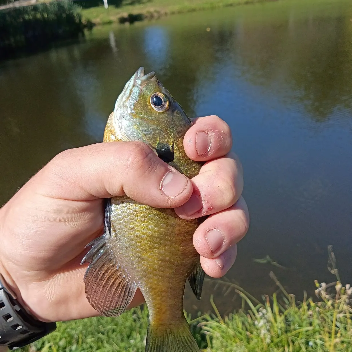 Bluegill caught on Fishbrain