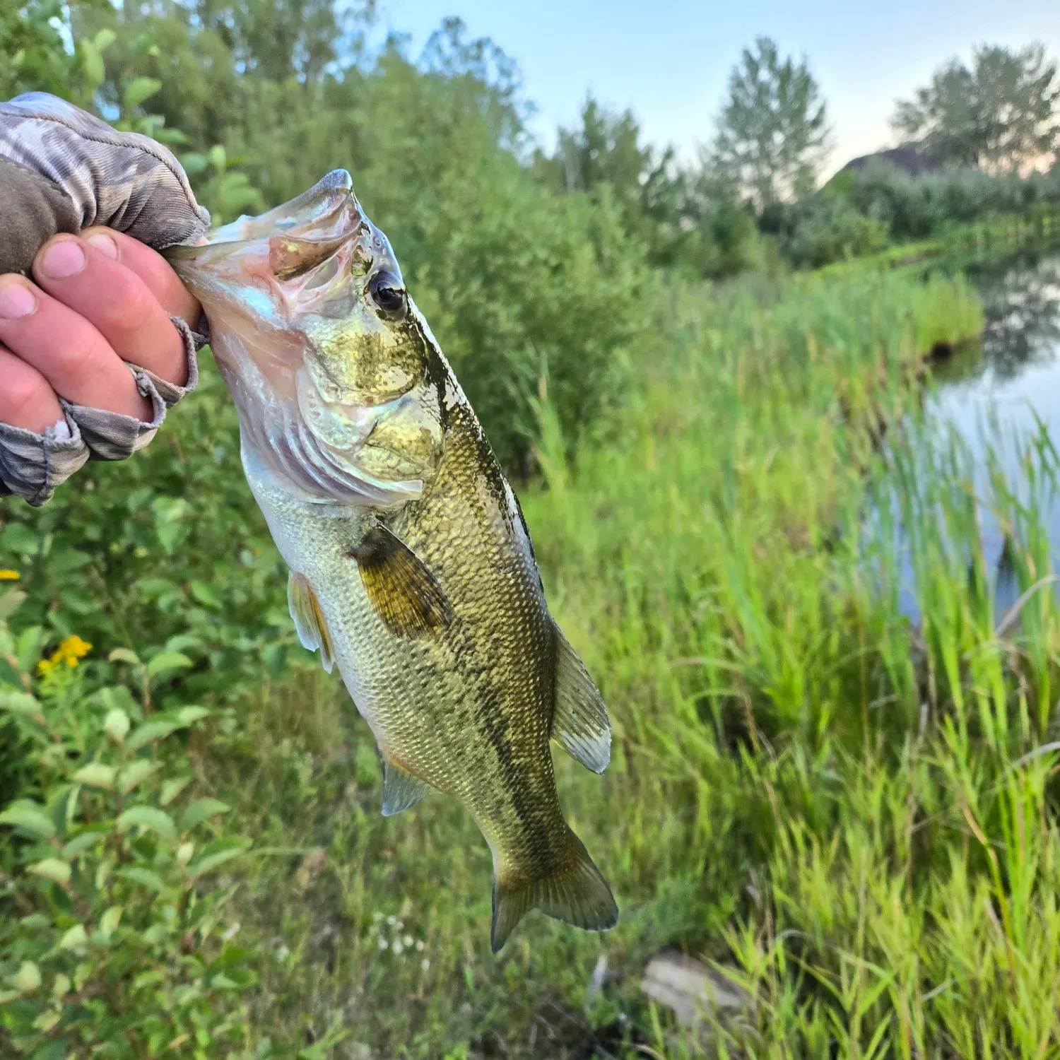 Largemouth bass caught on Fishbrain