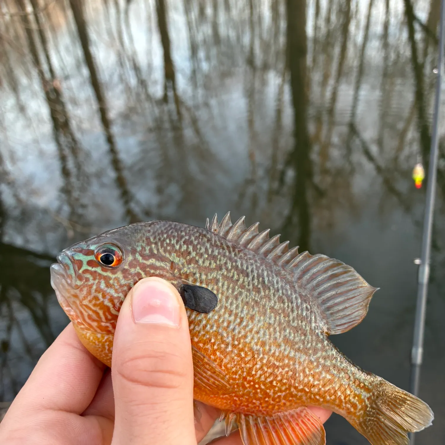 The most recent Longear sunfish catches on Fishbrain