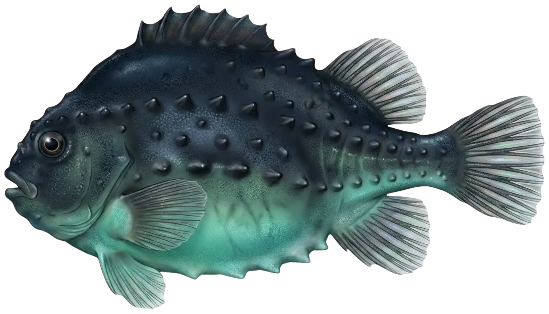Lumpsucker