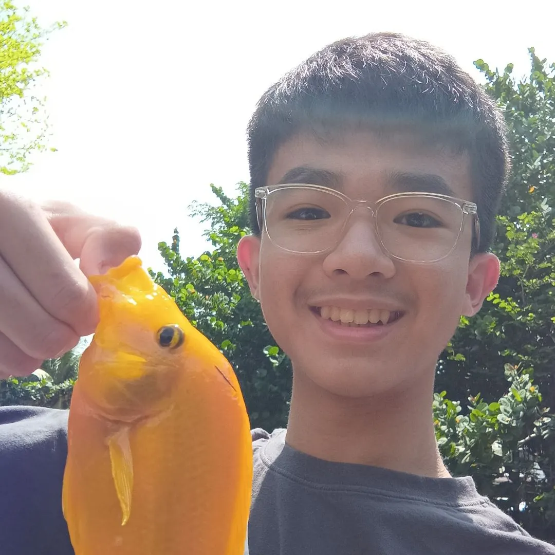 The most recent Midas cichlid catches on Fishbrain