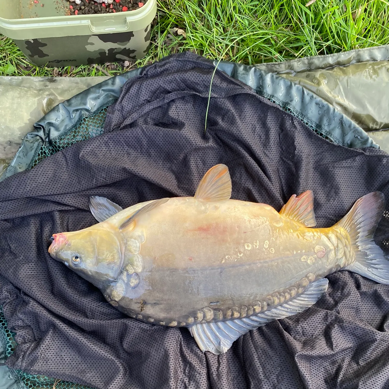 Leather carp caught on Fishbrain