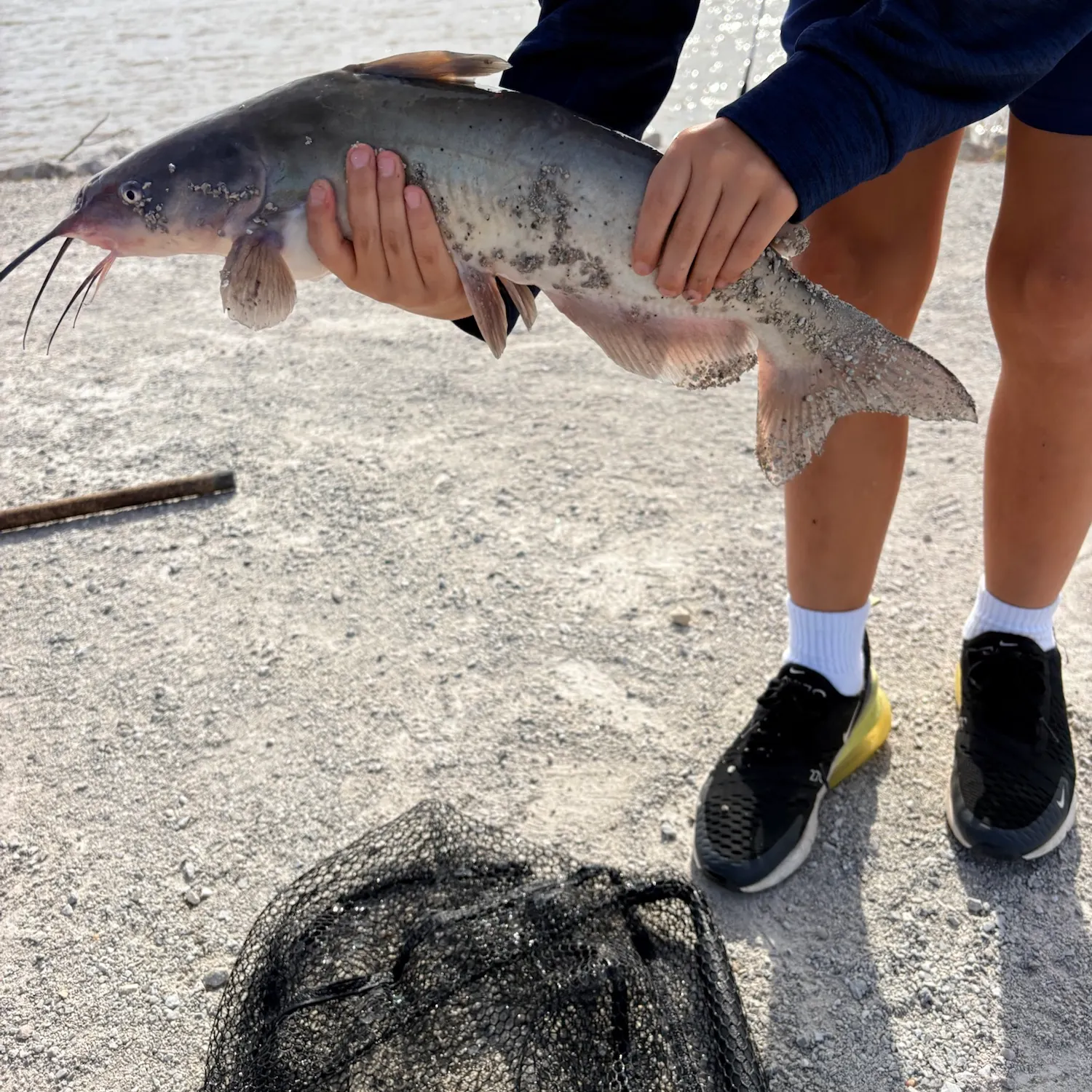 Channel catfish caught on Fishbrain