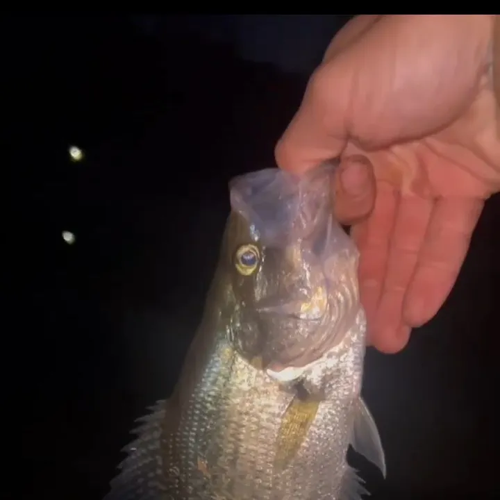 Black crappie caught on Fishbrain