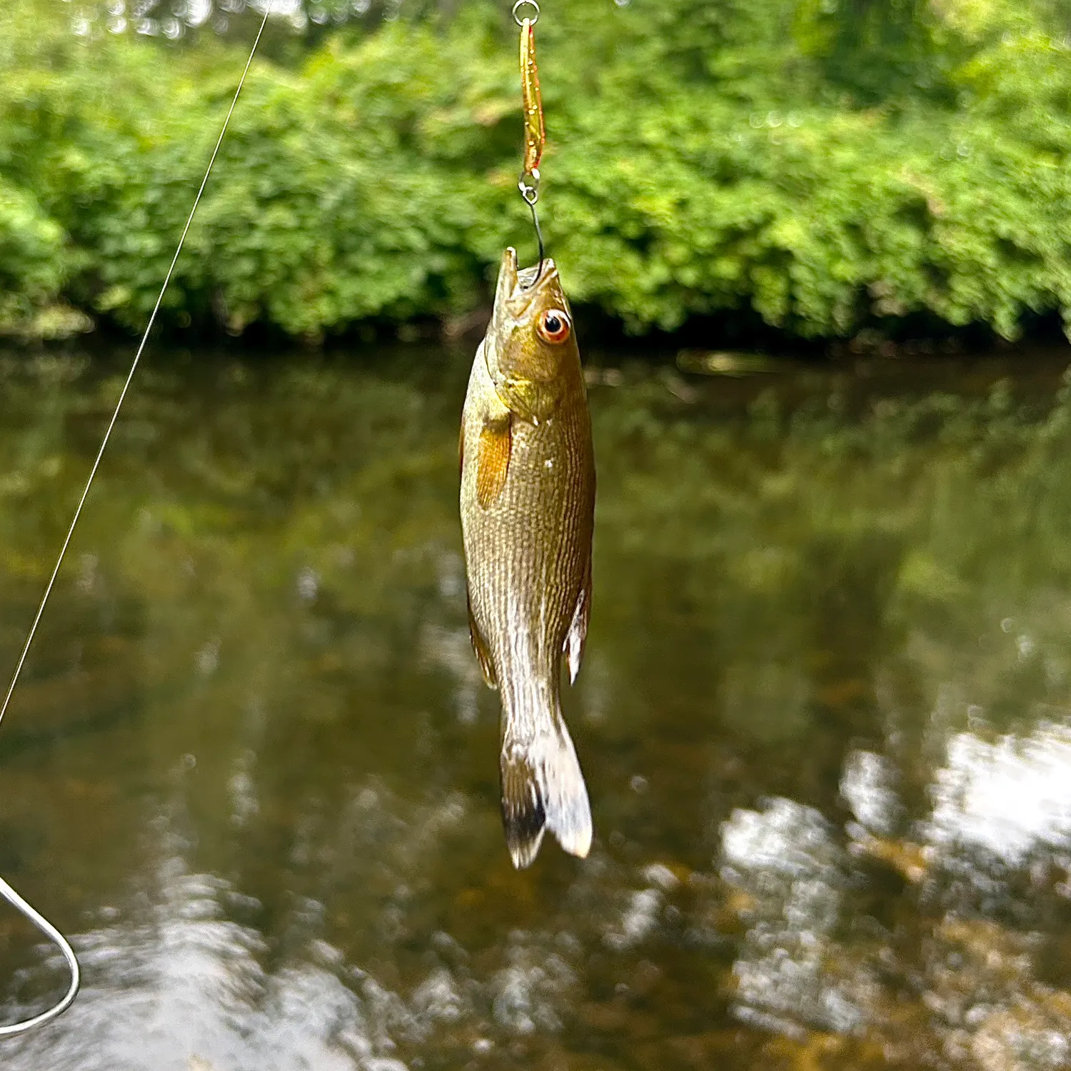 Smallmouth bass caught on Fishbrain
