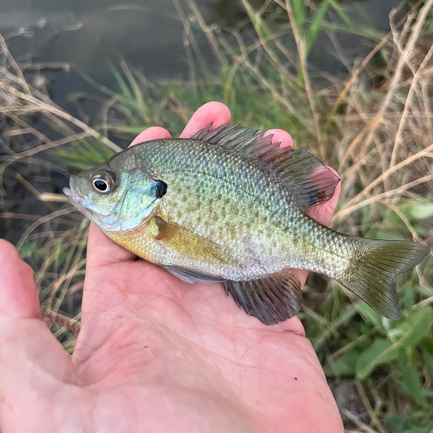 Bluegill caught on Fishbrain