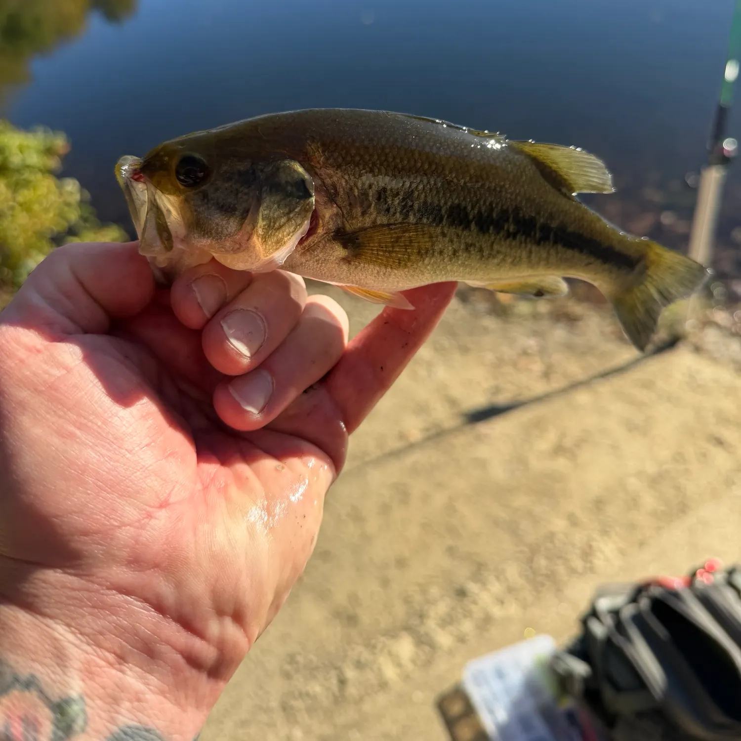 Largemouth bass caught on Fishbrain
