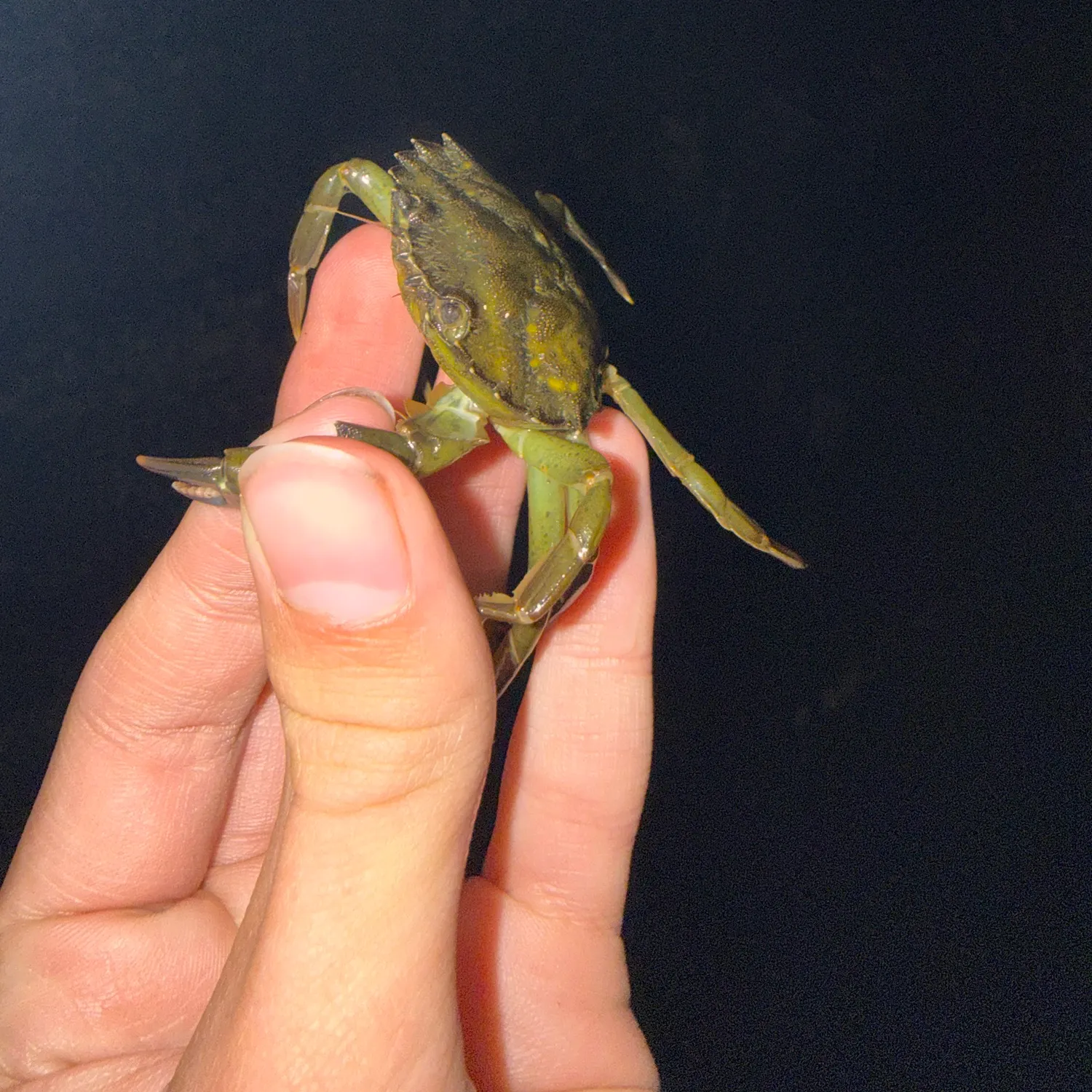 The most recent Green crab catches on Fishbrain