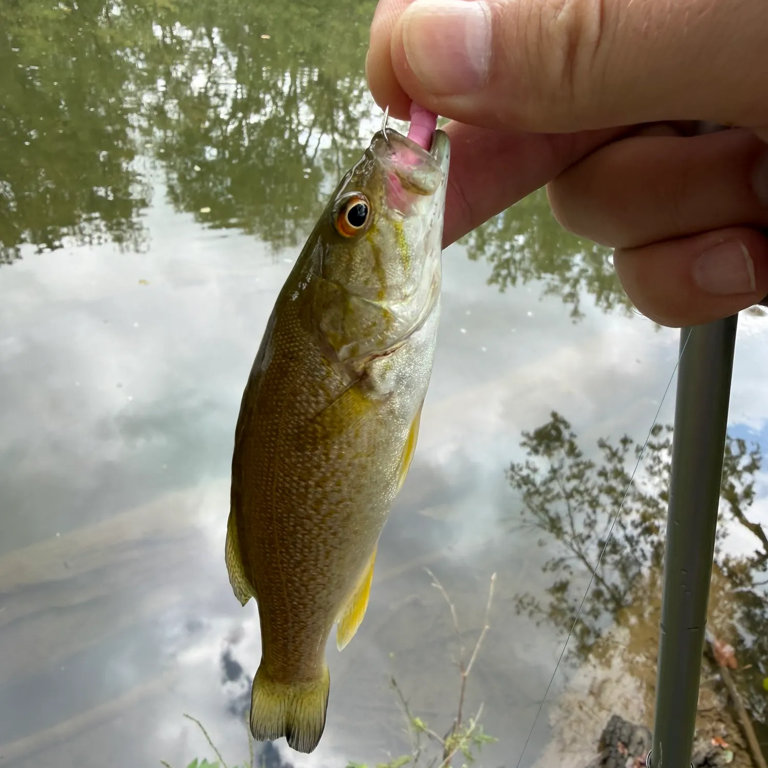 Smallmouth bass caught on Fishbrain