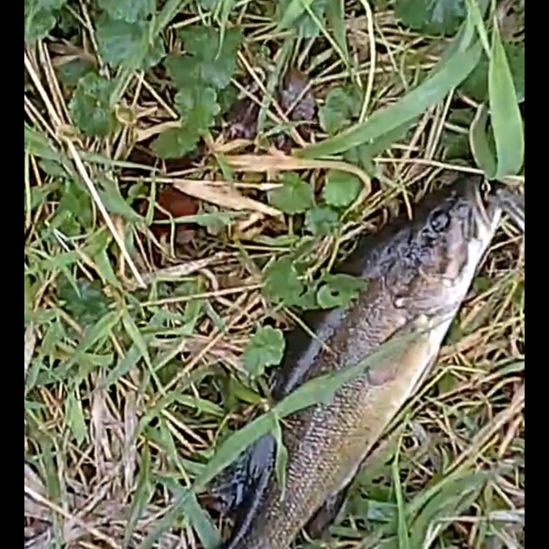 Smallmouth bass caught on Fishbrain