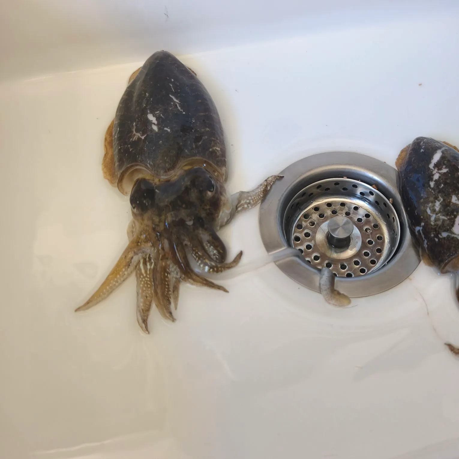 The most recent Common cuttlefish catches on Fishbrain