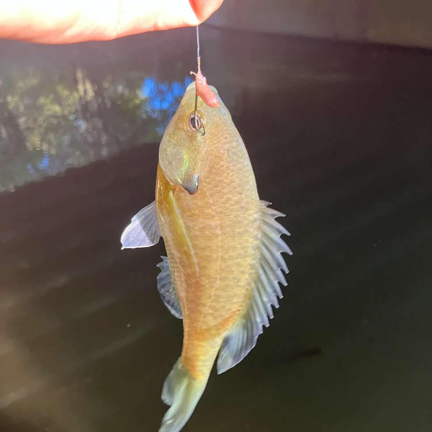 Bluegill caught on Fishbrain