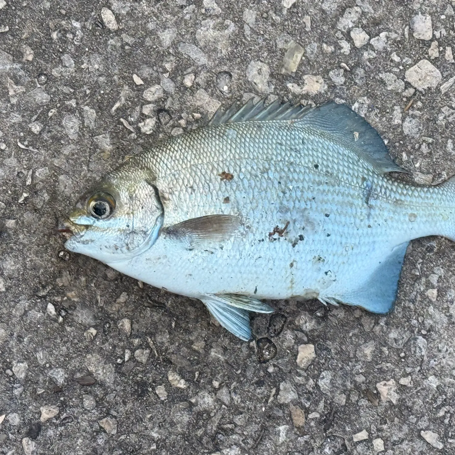 The most recent Bermuda sea chub catches on Fishbrain