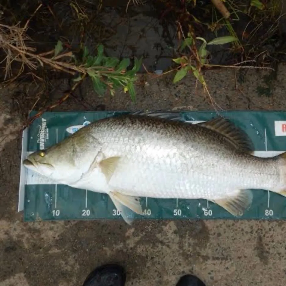 Barramundi caught on Fishbrain