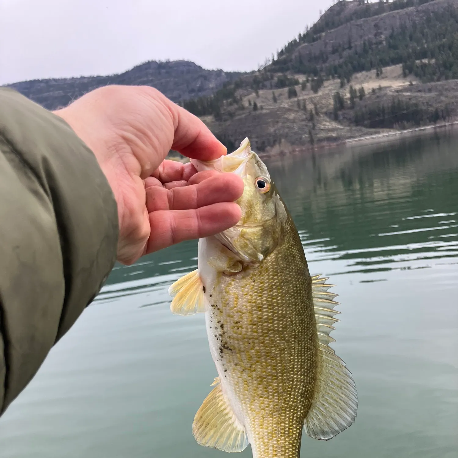 The most recent Smallmouth bass catches on Fishbrain