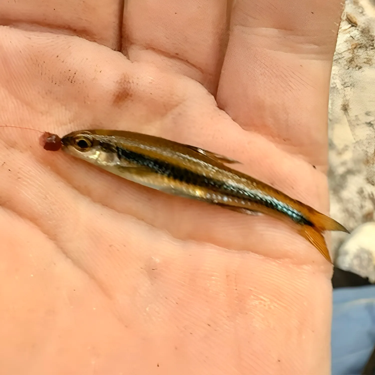 The most recent Ironcolor shiner catches on Fishbrain