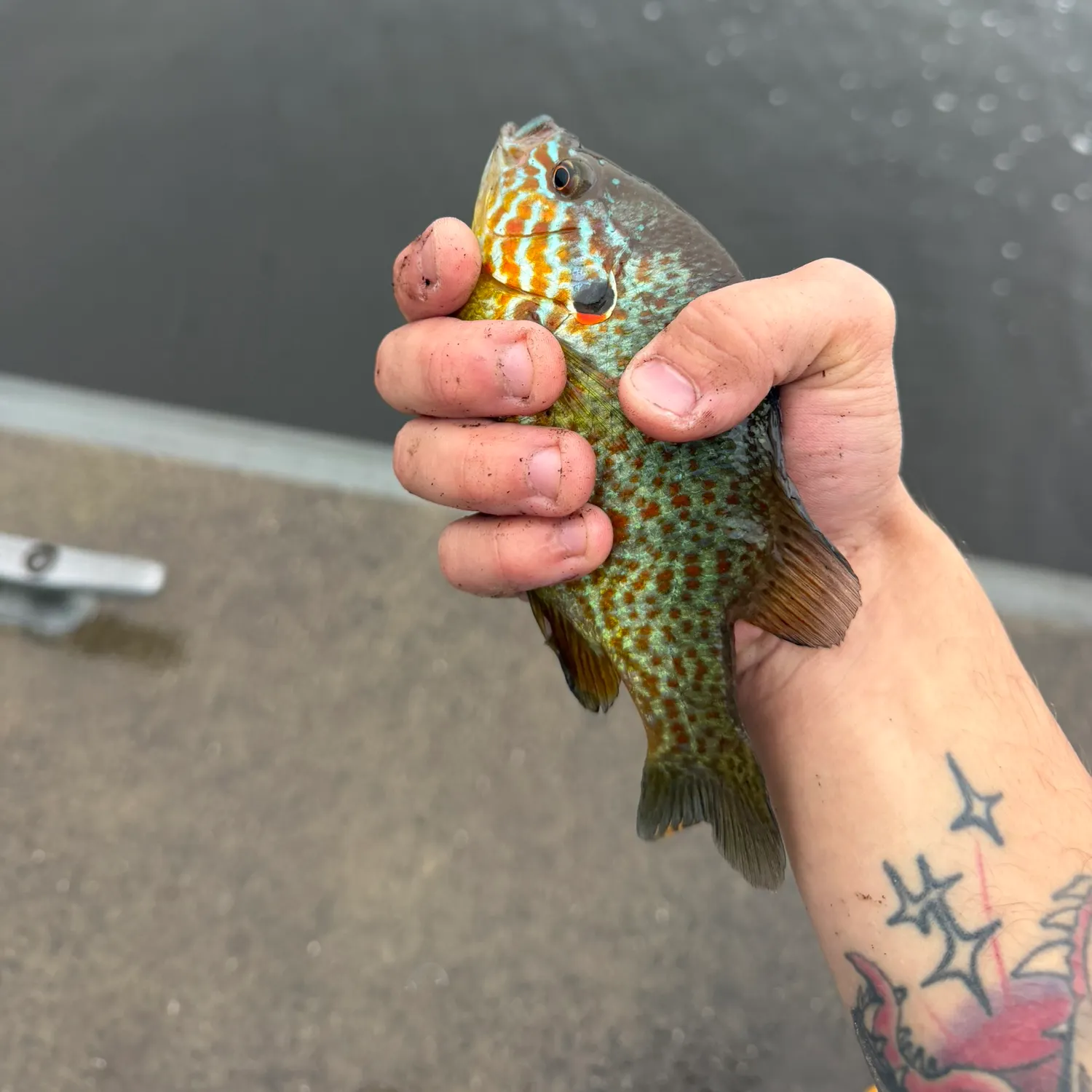 Pumpkinseed caught on Fishbrain