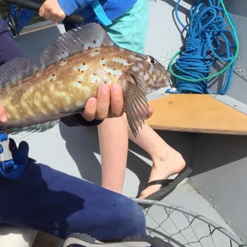 Kelp greenling caught on Fishbrain