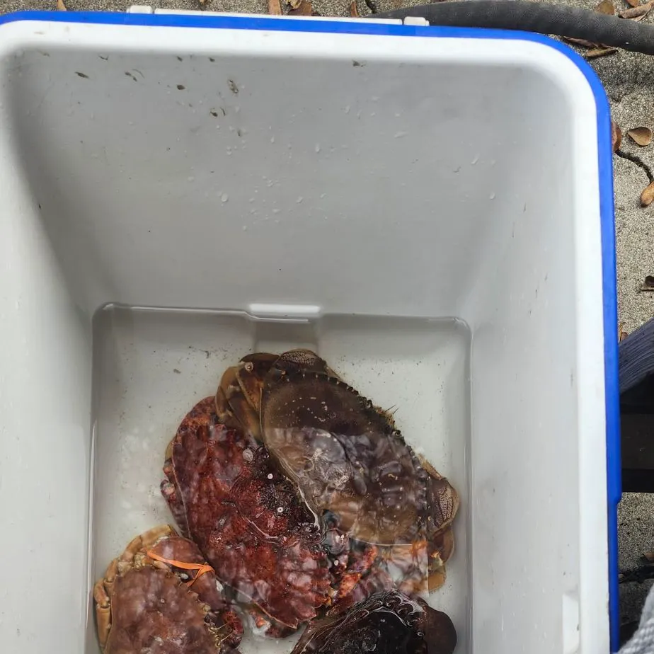 The most recent Red rock crab catches on Fishbrain