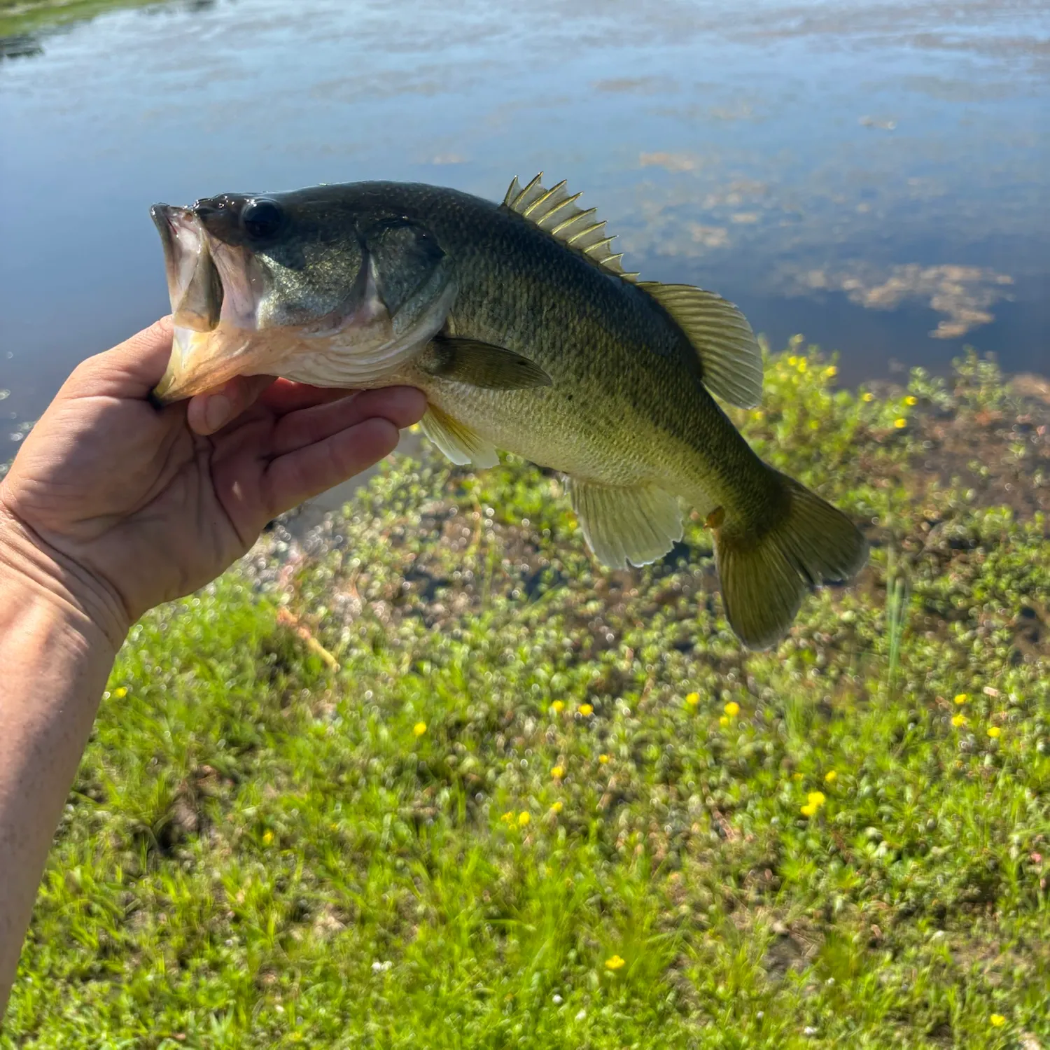 Largemouth bass caught on Fishbrain