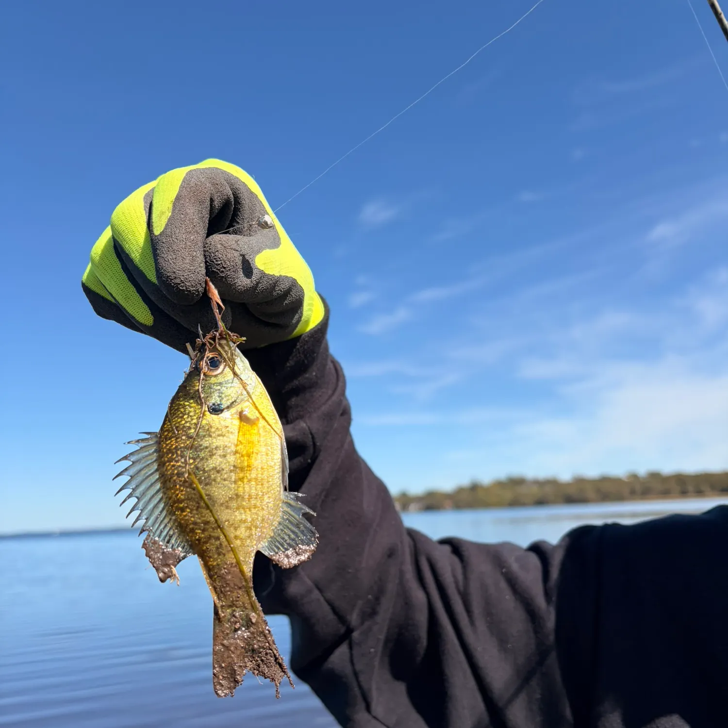 Bluegill caught on Fishbrain