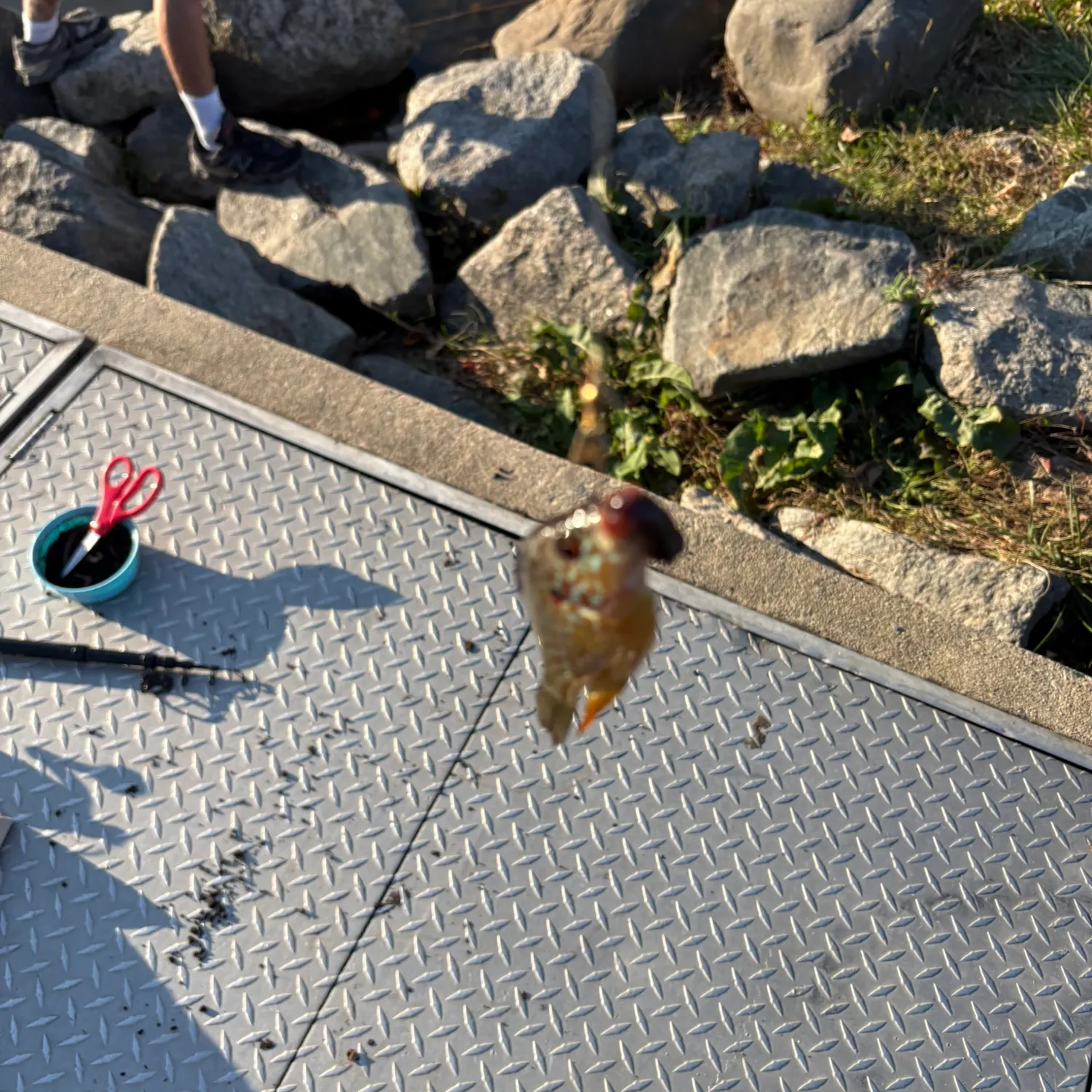 The most recent Pumpkingill hybrid catches on Fishbrain