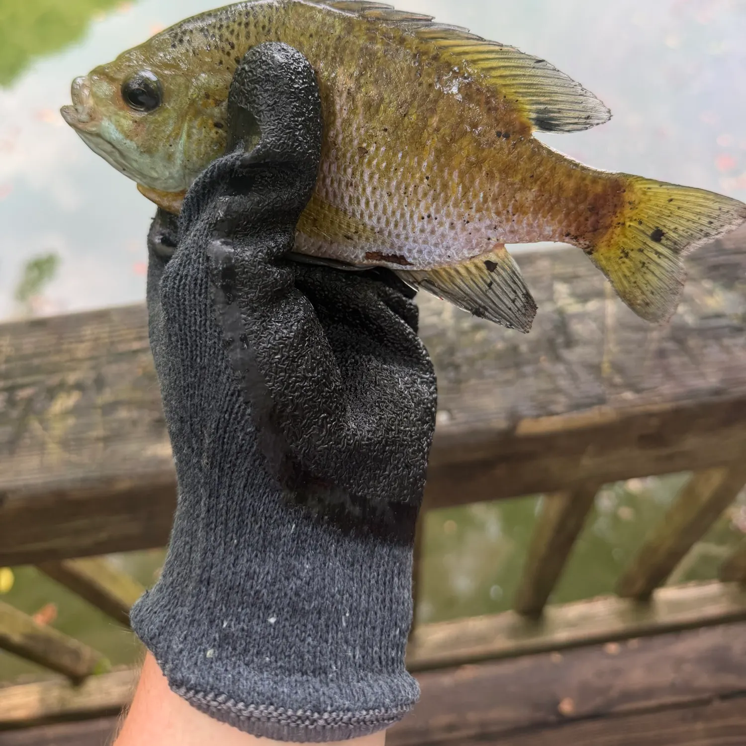 Bluegill caught on Fishbrain