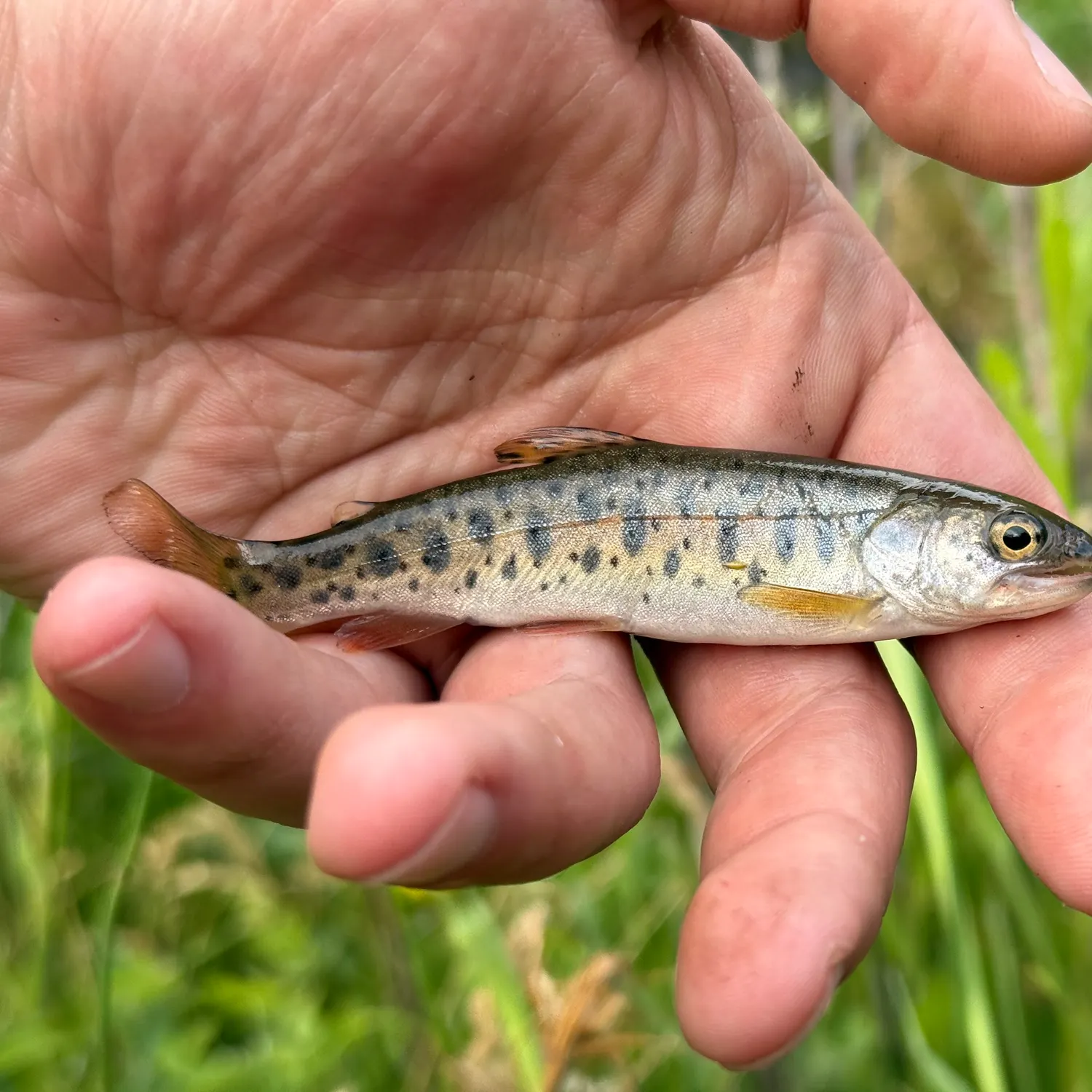 The most recent Lahontan cutthroat trout catches on Fishbrain