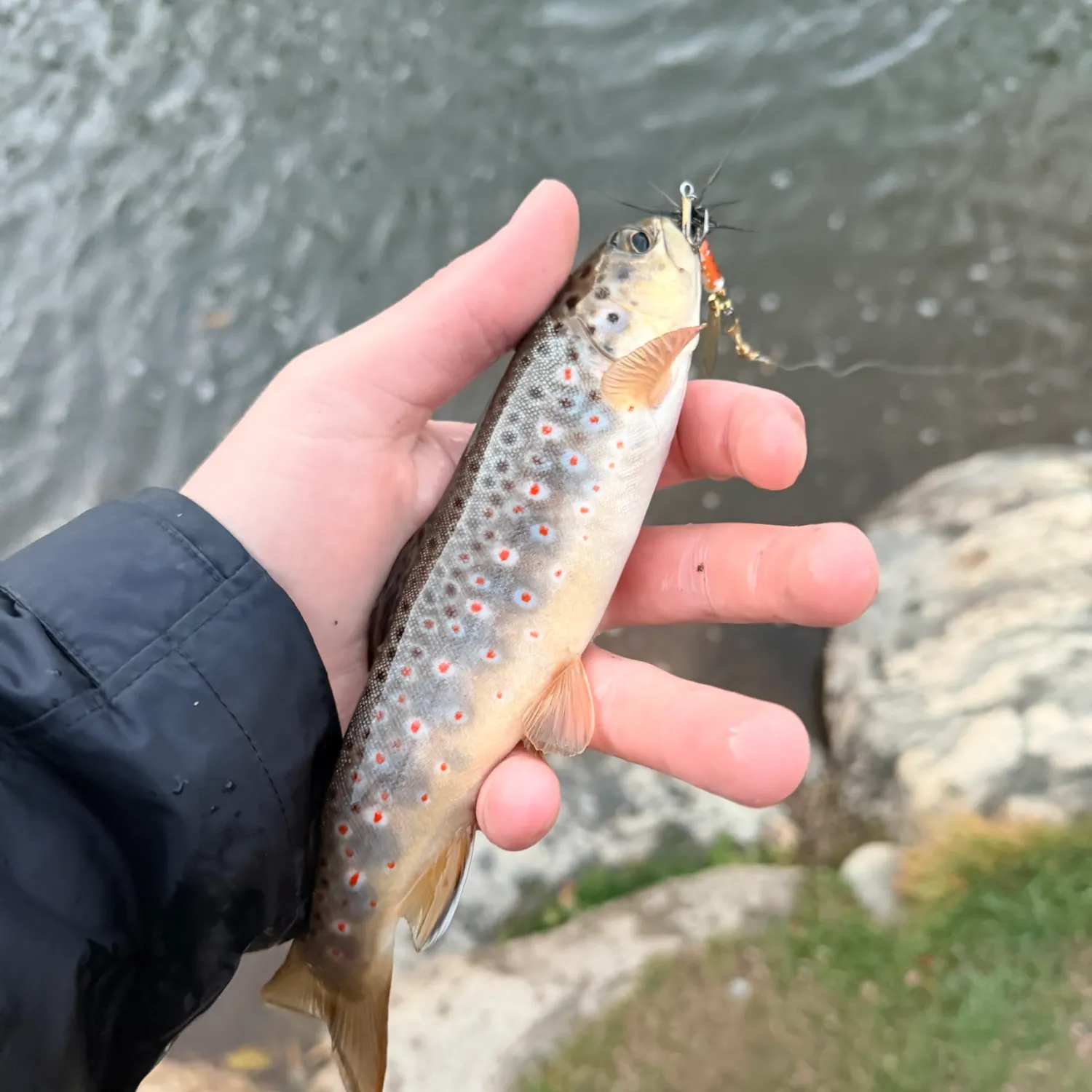 Brown trout caught on Fishbrain