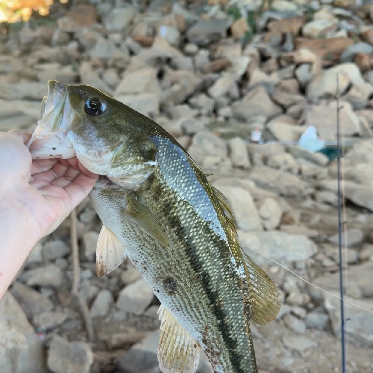 Spotted bass caught on Fishbrain