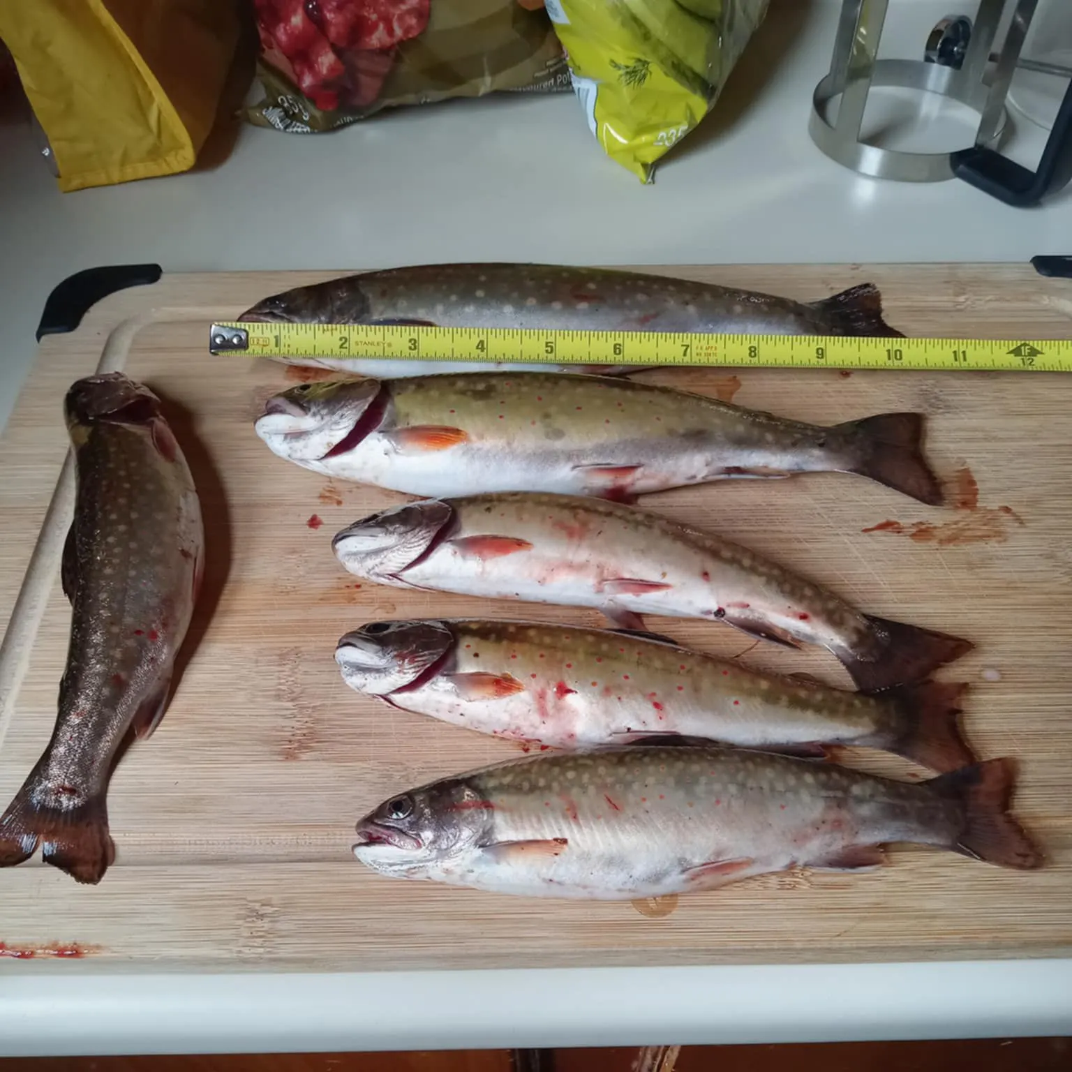 recently logged catches