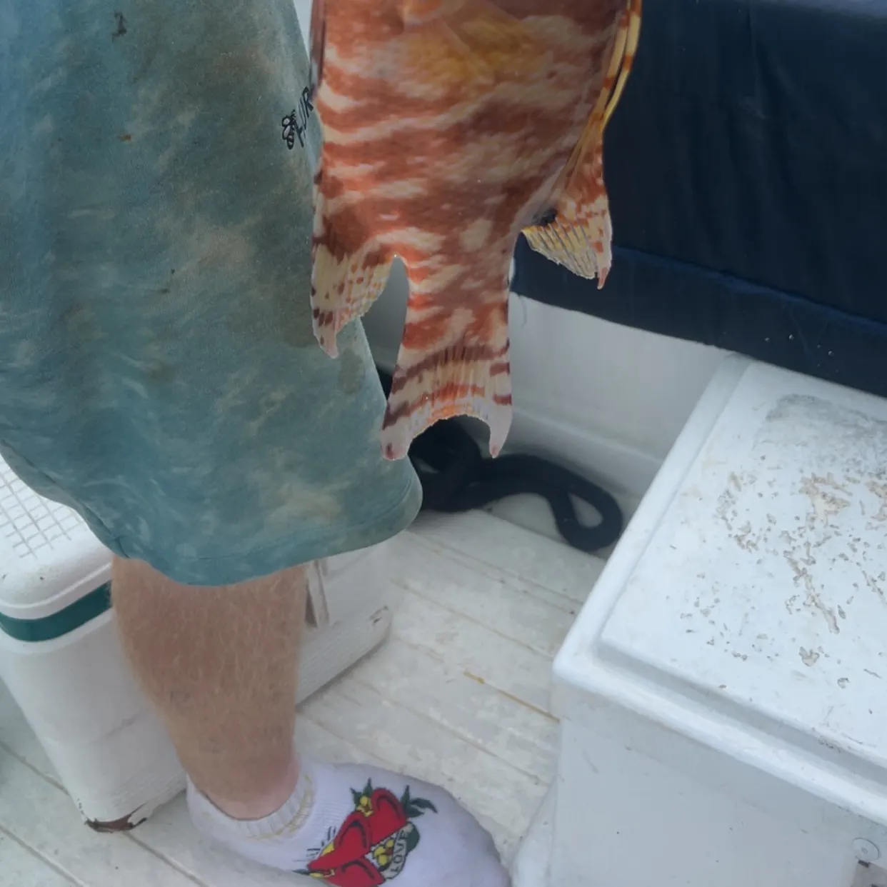 The most recent Hogfish catches on Fishbrain
