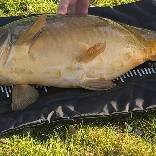The most recent Leather carp catches on Fishbrain