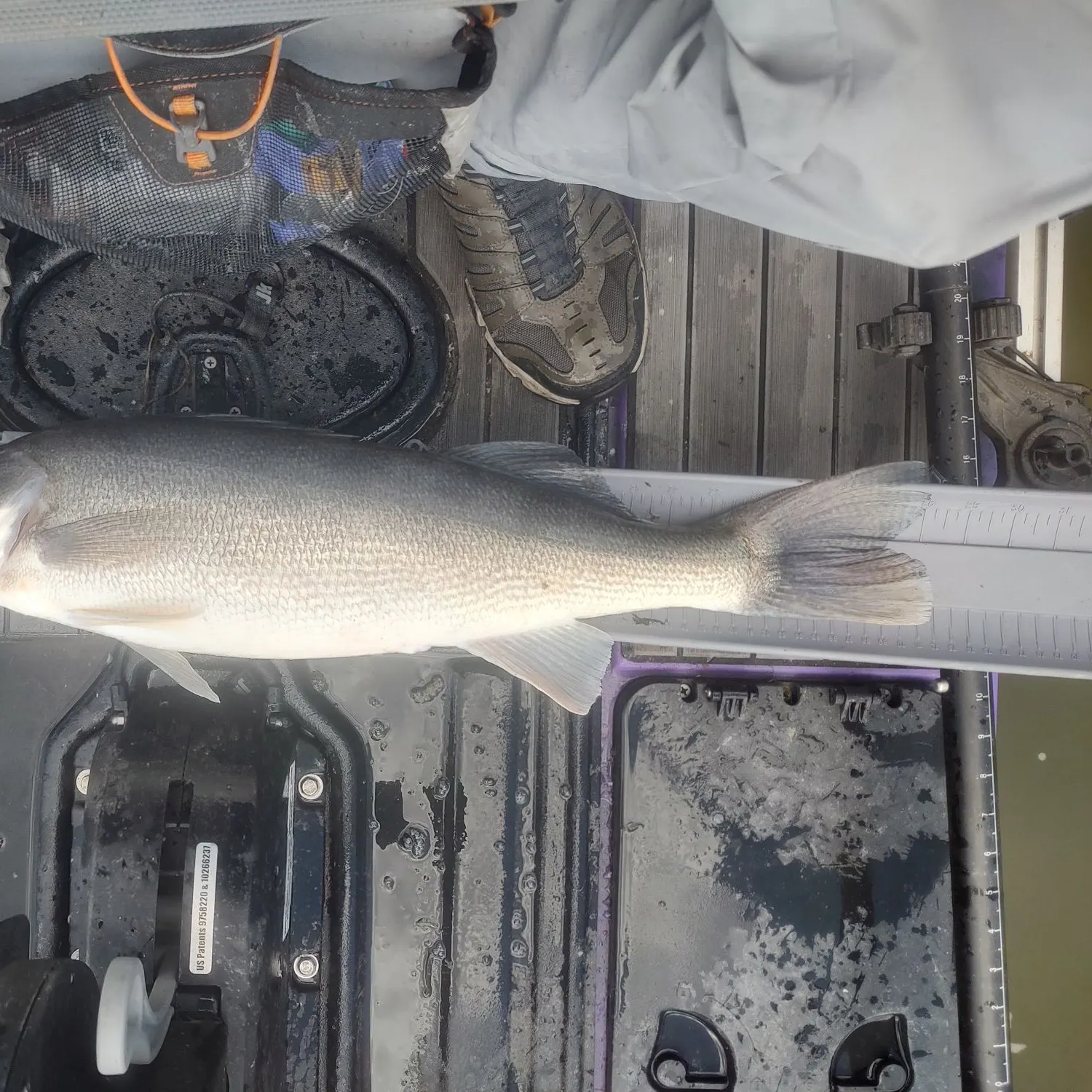 Walleye caught on Fishbrain