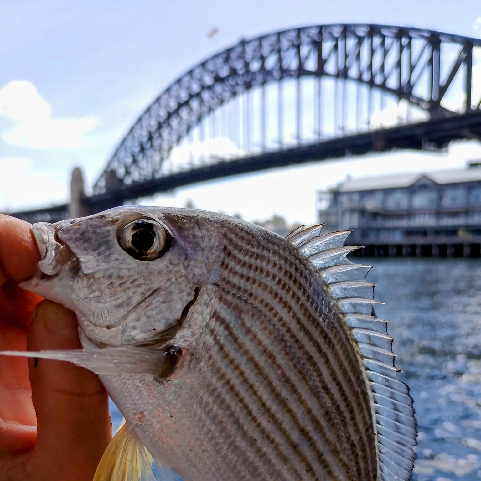 The most popular recent Goldlined seabream catch on Fishbrain