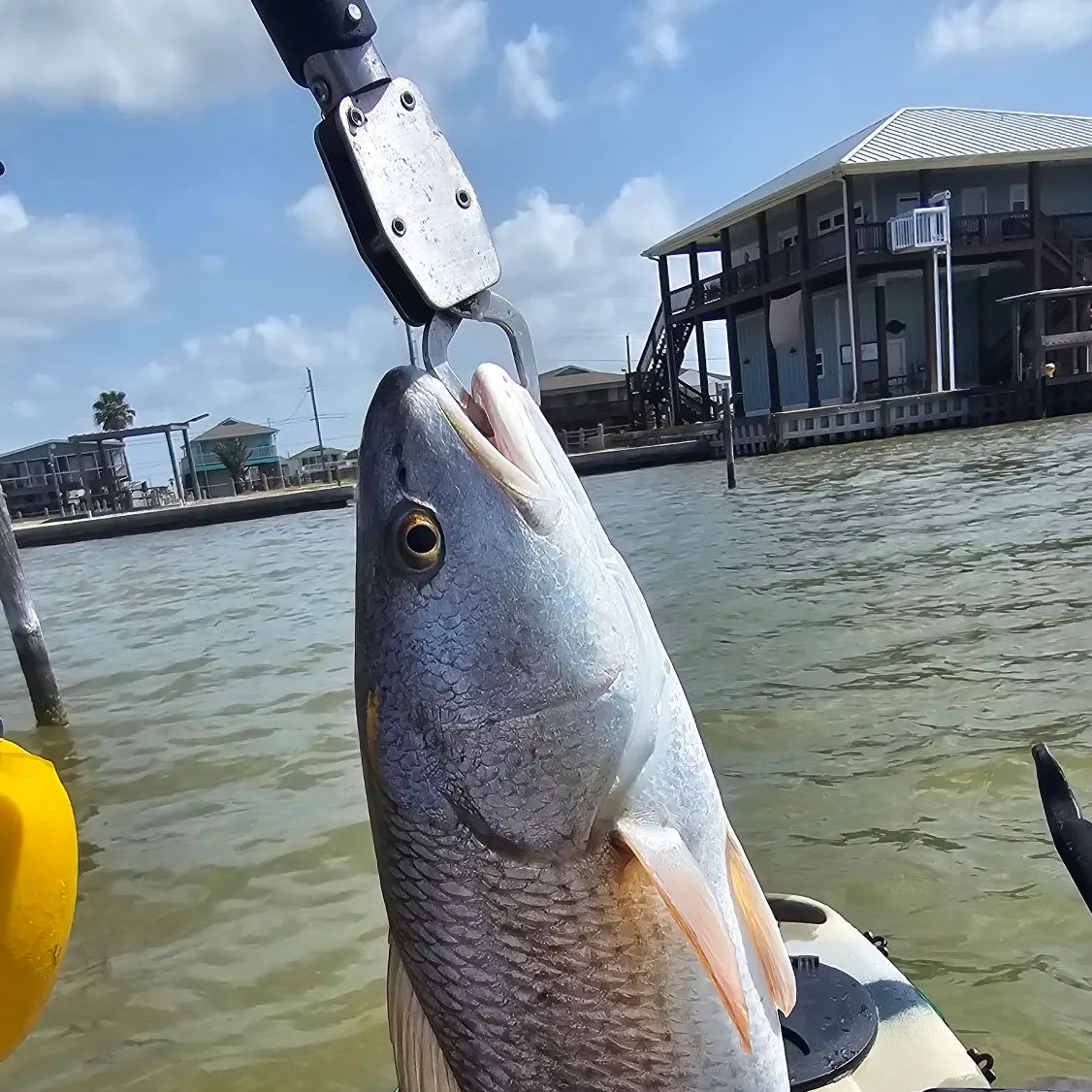 Red drum caught on Fishbrain