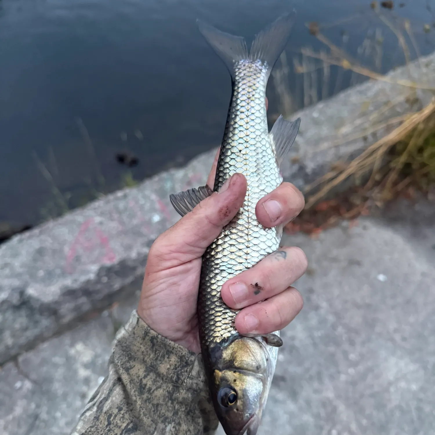 The most recent Fallfish catches on Fishbrain
