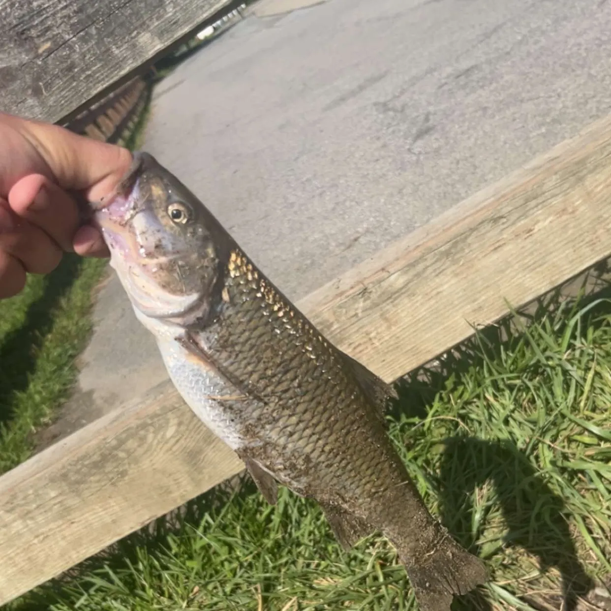 Fallfish caught on Fishbrain