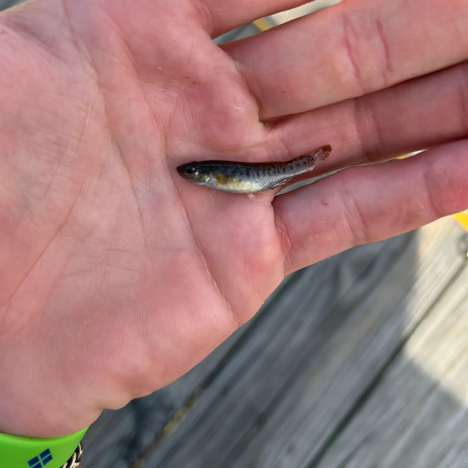 The most recent Marsh killifish catches on Fishbrain