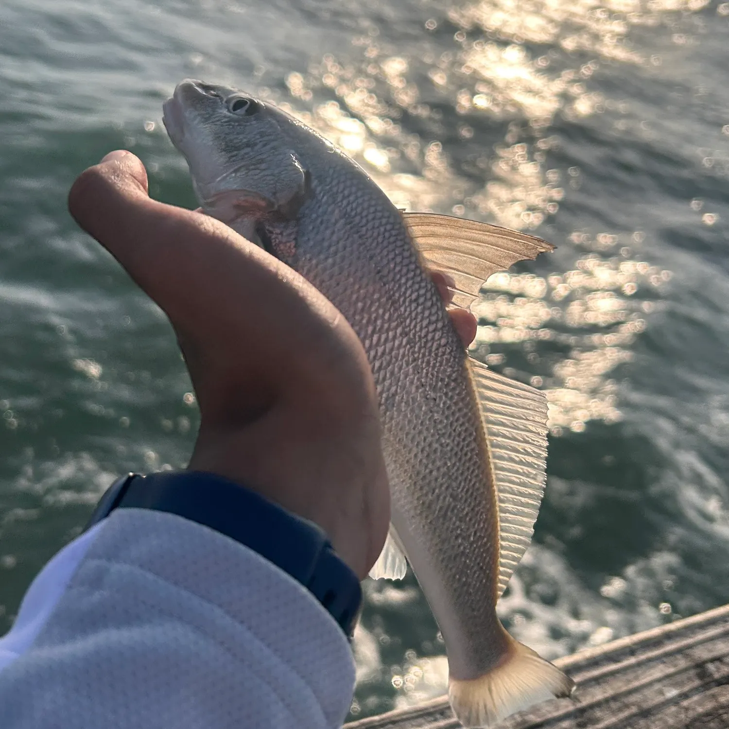 The most recent Southern kingcroaker catches on Fishbrain