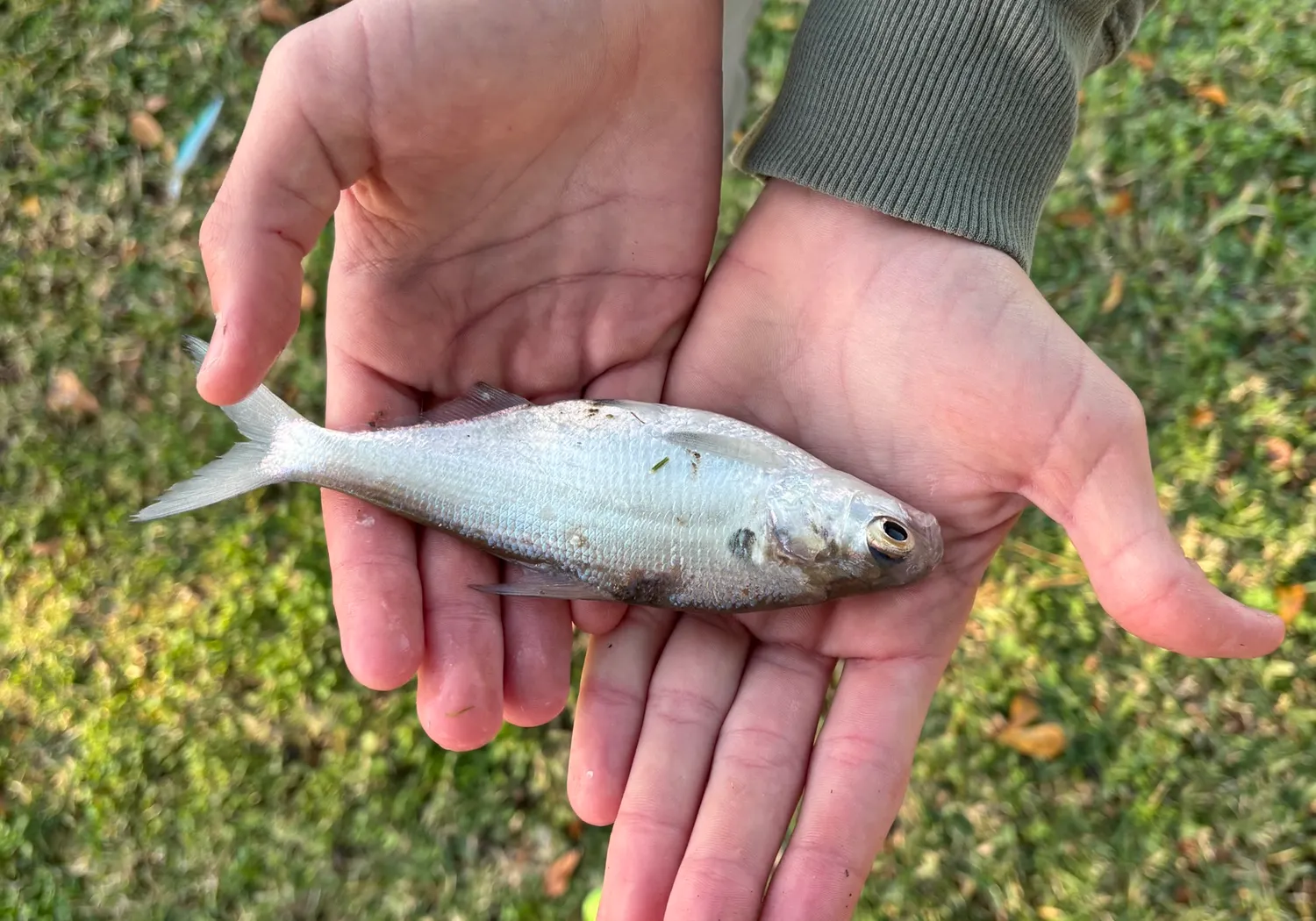 American gizzard shad