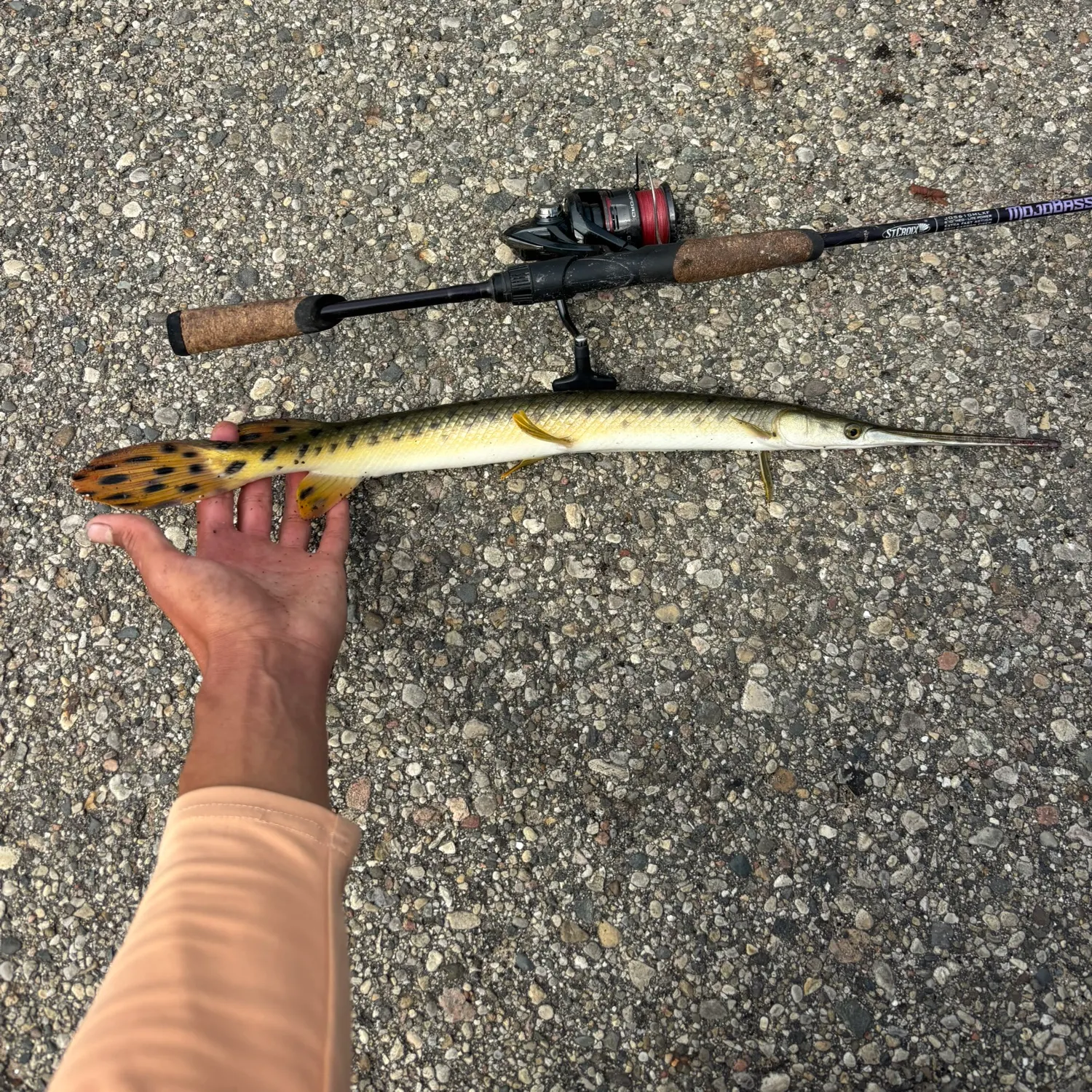 recently logged catches