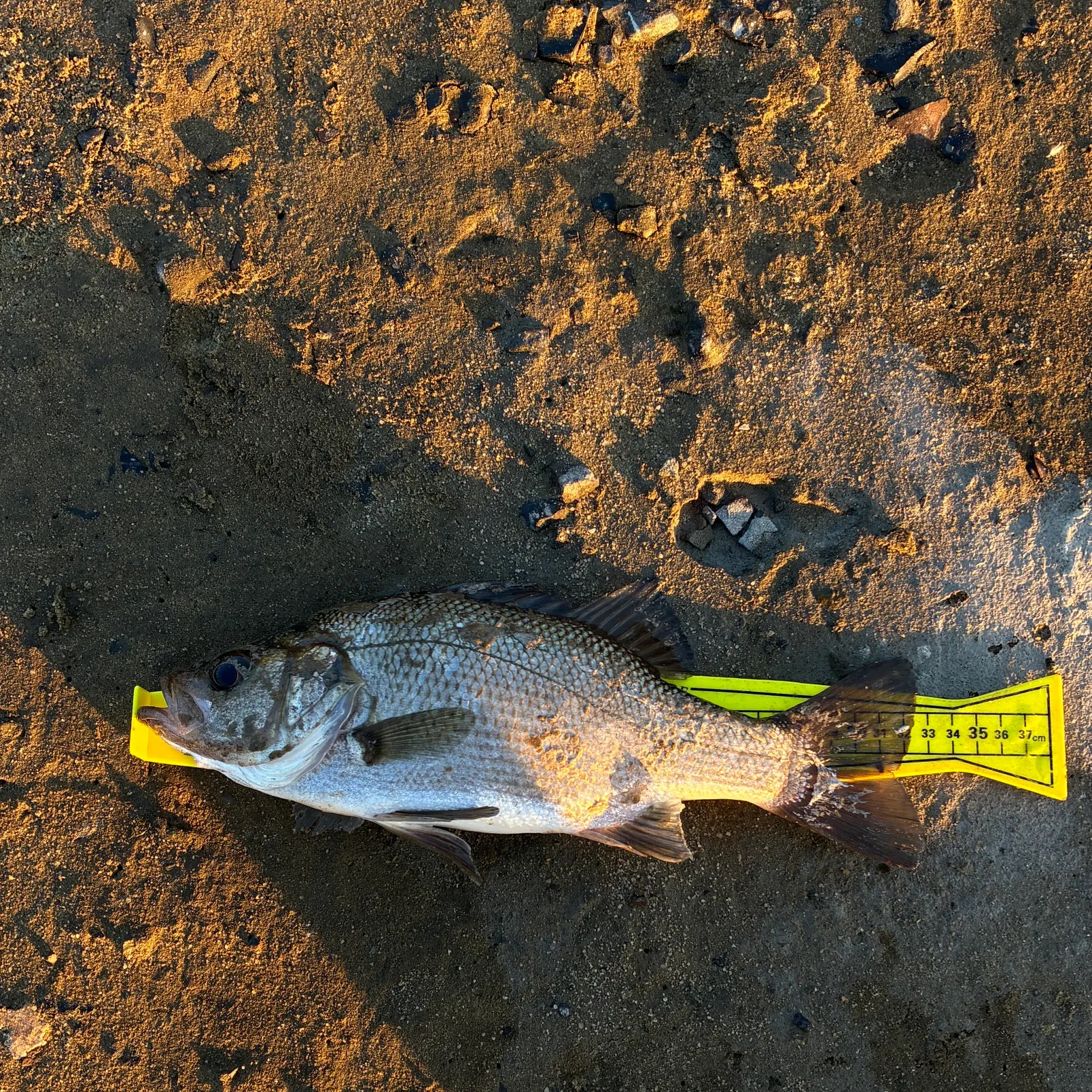 The most recent Estuary perch catches on Fishbrain