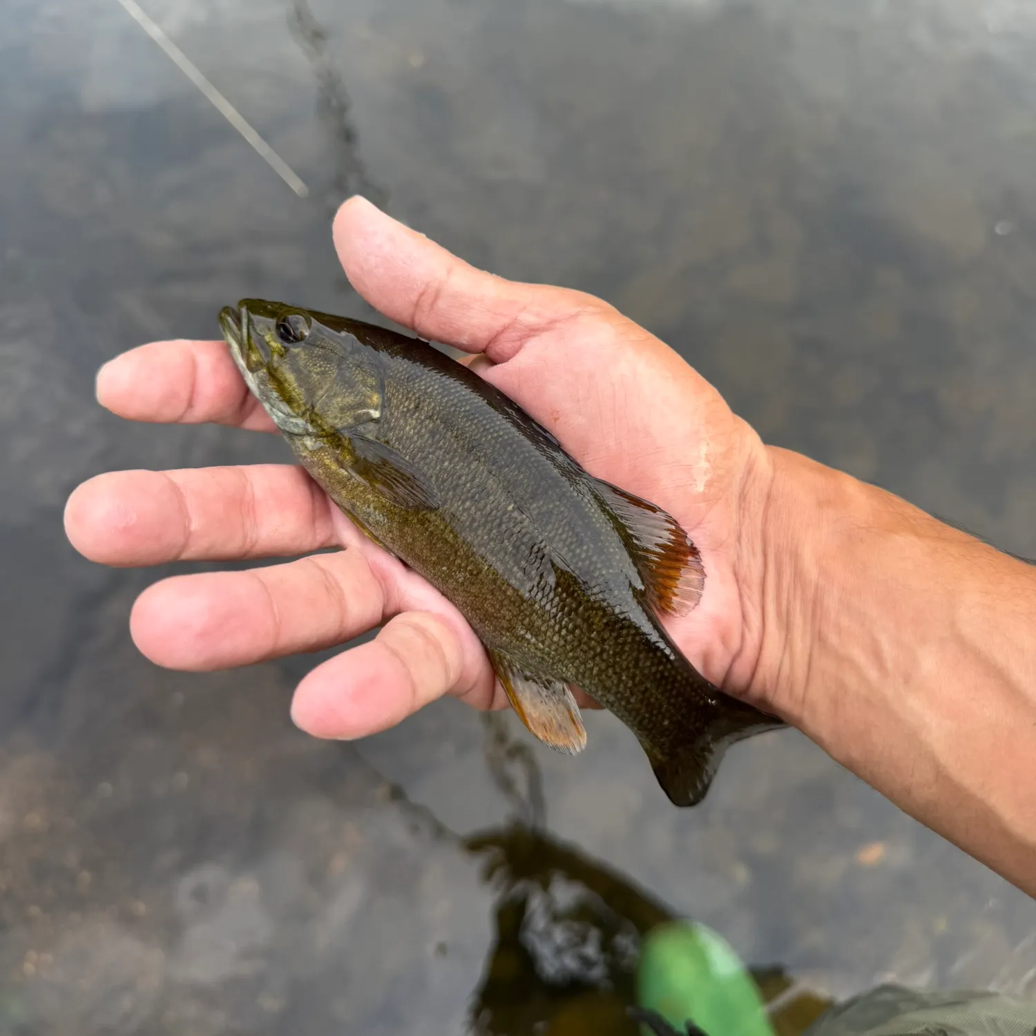 Smallmouth bass caught on Fishbrain